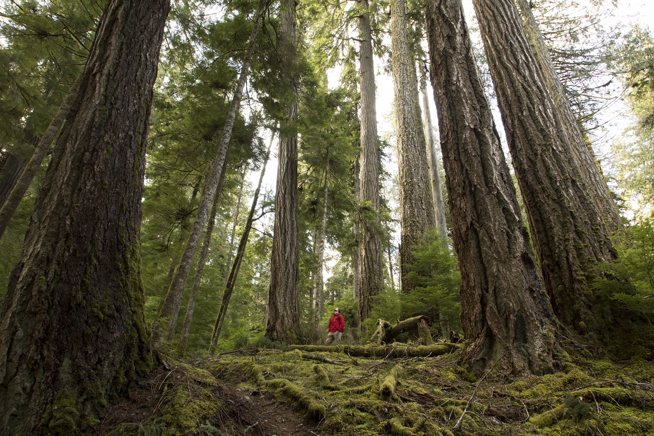 Vancouver Island’s remaining oldgrowth a disappearing treasure